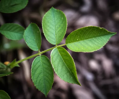 Illustration leaflets