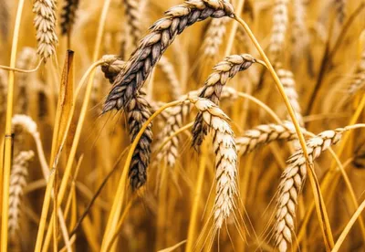 Illustration smut - Image 1