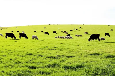 Illustration pasture