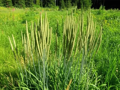 Illustration timothy - Image 1