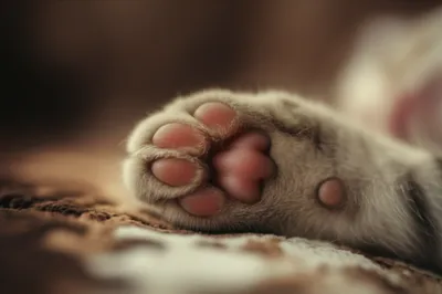 Illustration footpad - Image 1