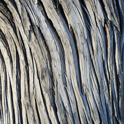 Illustration willy - Image 1