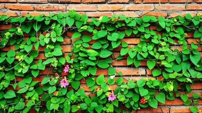 Illustration creeped - Image 1