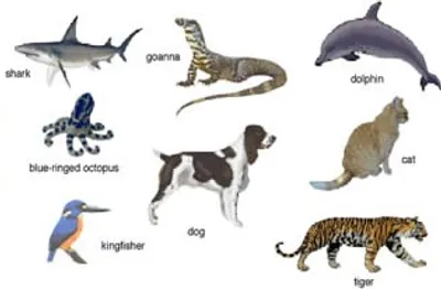 Illustration carnivore - Image 2