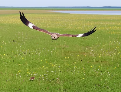 Illustration harrier - Image 1