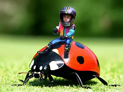 Illustration bug - Image 1