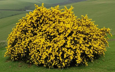 Illustration furze - Image 1