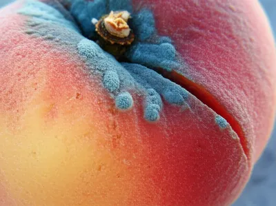 Illustration rotten - Image 1