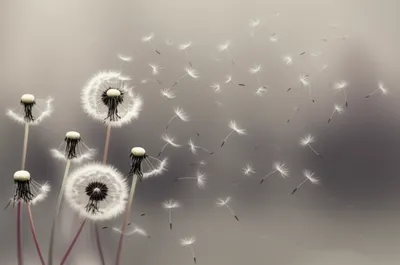 Illustration rounds - Image 1