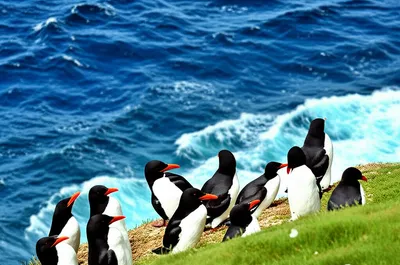 Illustration puffins - Image 1