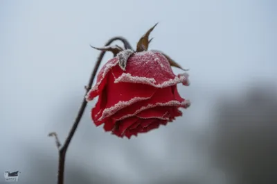 Illustration cooled - Image 1