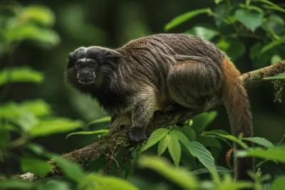 Illustration titi - Image 1