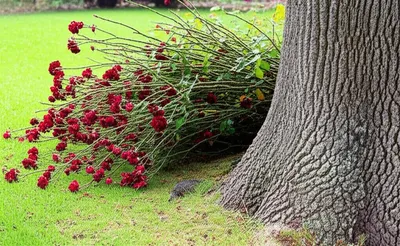 Illustration emasculate