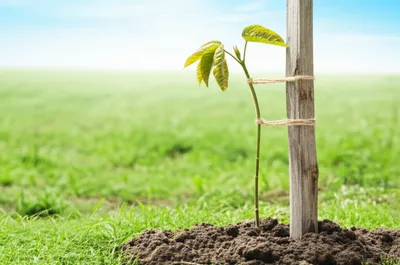 Illustration stays - Image 1