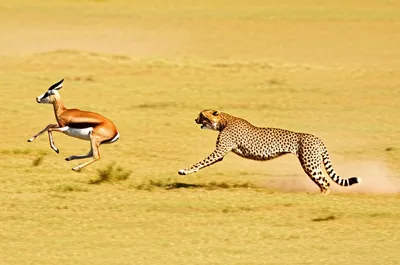 Illustration faster - Image 1