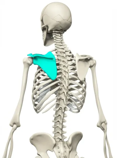 Illustration ala - Image 1