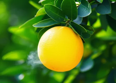 Illustration bergamot