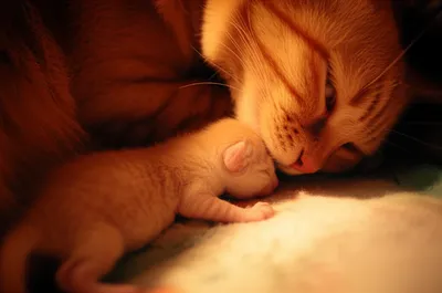 Illustration thrown - Image 1