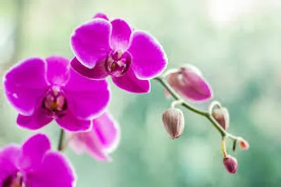 Illustration orchid - Image 2