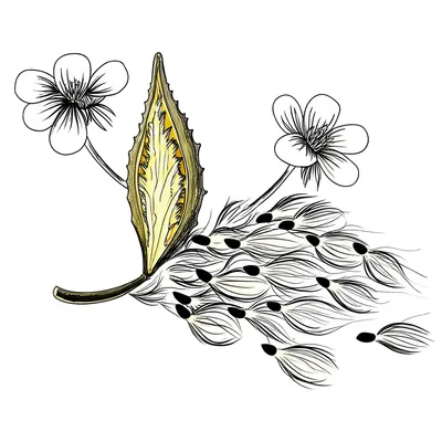 Illustration follicle - Image 1