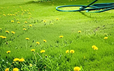 Illustration grasses - Image 1