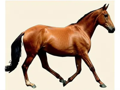 Illustration wracking - Image 1