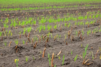 Hình ảnh minh họa wick - Ảnh 1