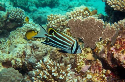 Illustration horseman - Image 1