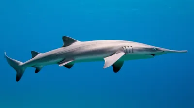 Illustration topes - Image 1