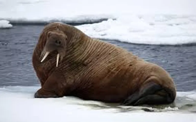 walrus