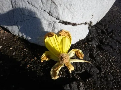 Illustration crushed - Image 1