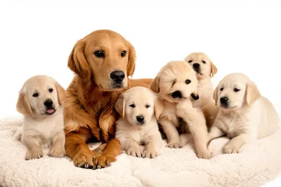 Illustration littered - Image 1