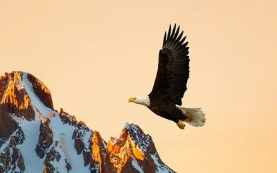 Illustration free - Image 1