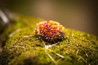 Illustration spicules - Image 1