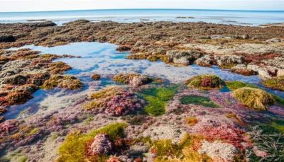 Illustration intertidal - Image 1