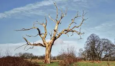 Illustration snag - Image 2