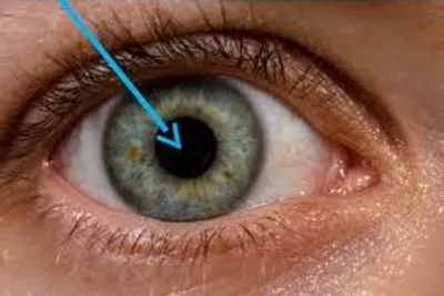 Illustration pupil - Image 2