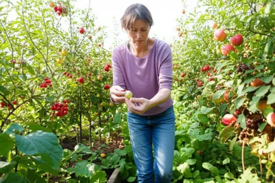 Illustration grazed - Image 1