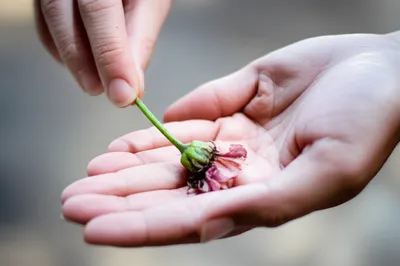 Illustration borrowing - Image 1