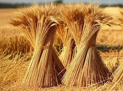 Illustration sheaves