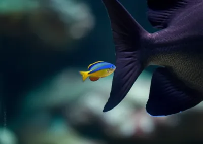 Illustration tailing - Image 1