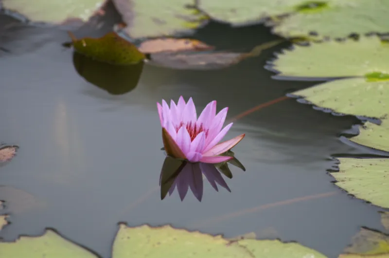 Visuelle Illustration von loti: Seerose - Bild 1