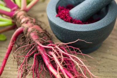 Illustration madder - Image 1