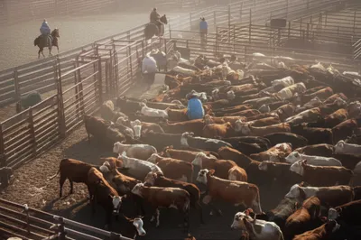 Illustration rodeo - Image 1