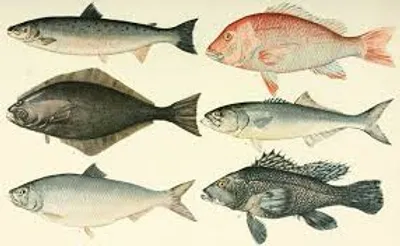 Illustration fish - Image 2