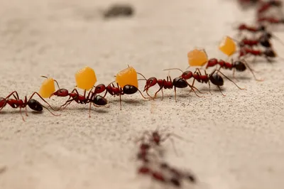 Hình ảnh minh họa follows - Ảnh 1