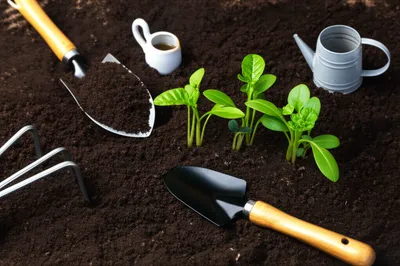 Illustration gardening - Image 1