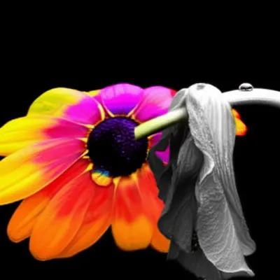 Illustration dulls - Image 1