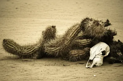 Illustration cactus - Image 1