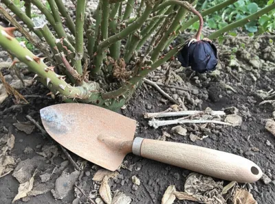 Illustration tetanus - Image 1